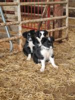 Collie for sale.