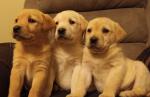 Chunky Labrador puppies for sale.
