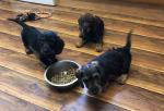Wire hair Dachshund pups for sale.