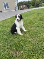 Collie x Old English sheepdog puppies for sale.