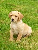 Male Labrador Puppy for sale.