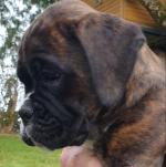 Flashy Brindle (Dark and Light) Boxer Pups, IKC registered. for sale.