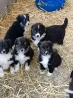 Beautiful Colle / Sheepdog Pups for sale.