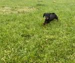 3 Miniature Dachshund puppies for sale.