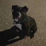 Ash the female American Bully for sale.