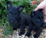 Scottish Terrier puppies in Cork for sale.