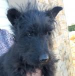 Black Male Scottish Terrier for sale.
