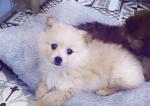 Female Pomeranian puppy for sale.