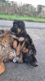 Old Fashioned Long Haired German Shepherds for sale.