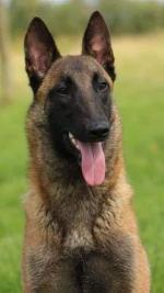 Belgium Malinois puppies, IKC registered for sale.