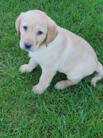 Golden Labrador puppies for sale.