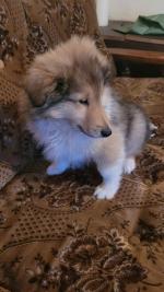 Rough Collie Lassie Puppies for sale.