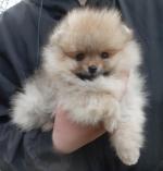 Male Pomeranian puppy in Cork for sale.