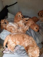 Cockapoo puppies for sale.
