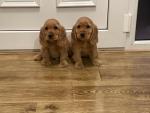 Cocker spaniel puppies for sale.