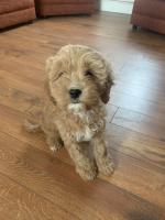 Cavapoo in Monaghan for sale.