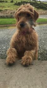 Skyee the Labradoodle 1 year old for sale.
