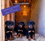 PICK OF THE LITTER IKC ROTTWEILER PUPPY(Serbin imported parents)!! for sale.