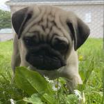Pug puppies, IKC registered for sale.