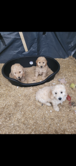 Cockapoo in Monaghan for sale.