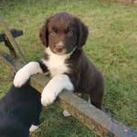 Springer spaniel crossed with Collie for sale.