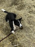 Female Collie in Galway for sale.