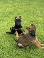 Belgian Shepherd Dogs Puppies For Sale In Ireland