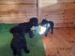Kerry Blue puppies for sale.