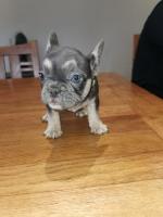 French bulldogs in Westmeath for sale.