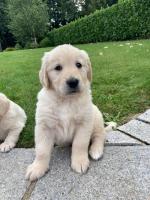 2 male Golden Labradors for sale.