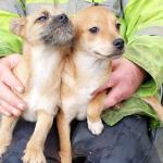 Jackeranian puppies  in Mayo for sale.