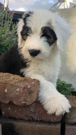 Old English Sheepdogs in Clare for sale.