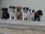 Jack-A-Poo puppies in Galway for sale.