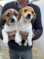 Jack Russell pups for sale.