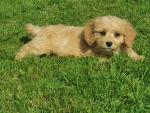 Cavachon puppies in Wicklow for sale.