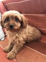Red cavapoo puppies for sale.