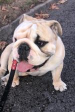 Gus the IKC Bulldog in Tipperary for sale.