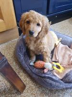 Cockapoo  Wexford for sale.