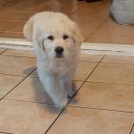 Male IKC Reg Golden retriever puppy for sale.
