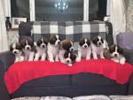 IKC (Pending) Saint Bernard puppies €1100 ONO for sale.
