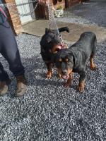 2 Male IKC Rottweiler pups for sale.