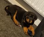 Rottweiler pups(Sire - First CRNI Vitez - Serb Ch. & V1) for sale.