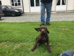 Short Haired German Pointer for sale.