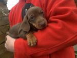 Dachshund puppies in Longford for sale.