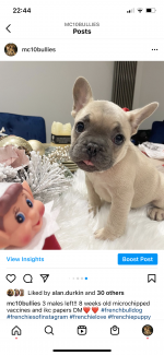French bulldog for sale.