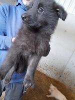 German Shepherd pups for sale.