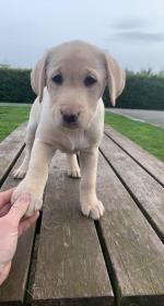Labrador Pups for Sale for sale.