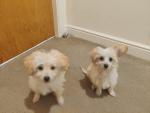 Lucky and Lancy the Cavachons for sale.