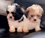 Shichon pups for sale.
