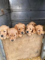 Golden Irish puppies for sale.